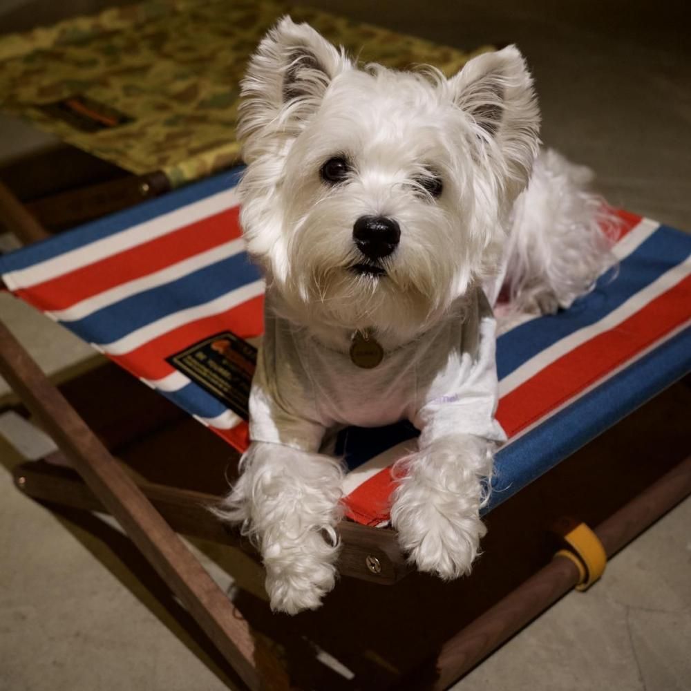 DOG COT ND ver.